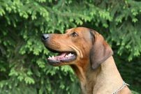 Moje Bora, Bor��ek, Blb�nek